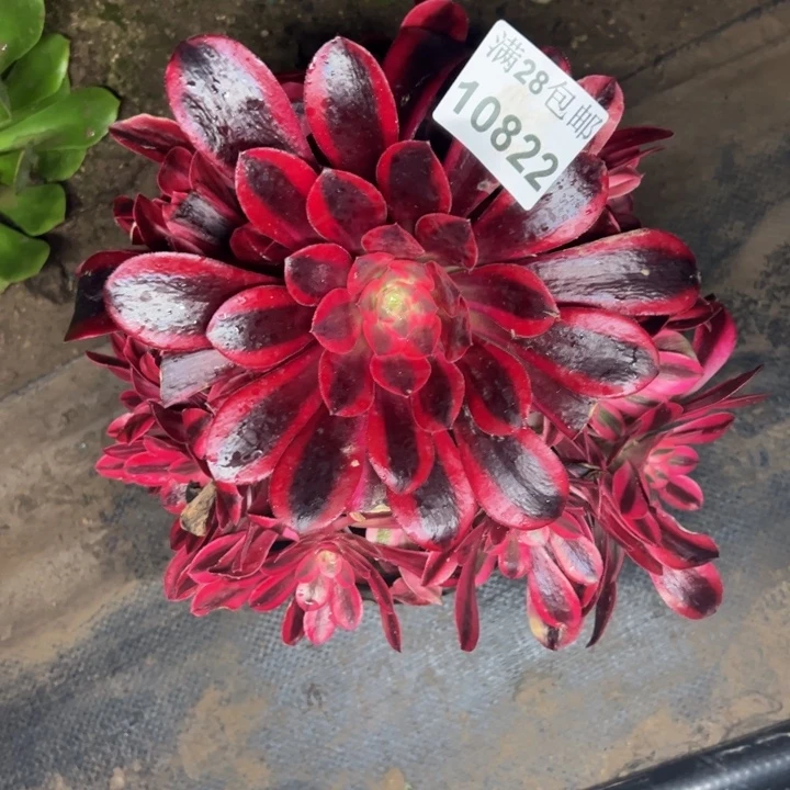 10822黑金多肉植物