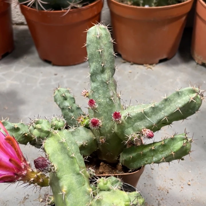 自根红花美花角小带花苞8.88