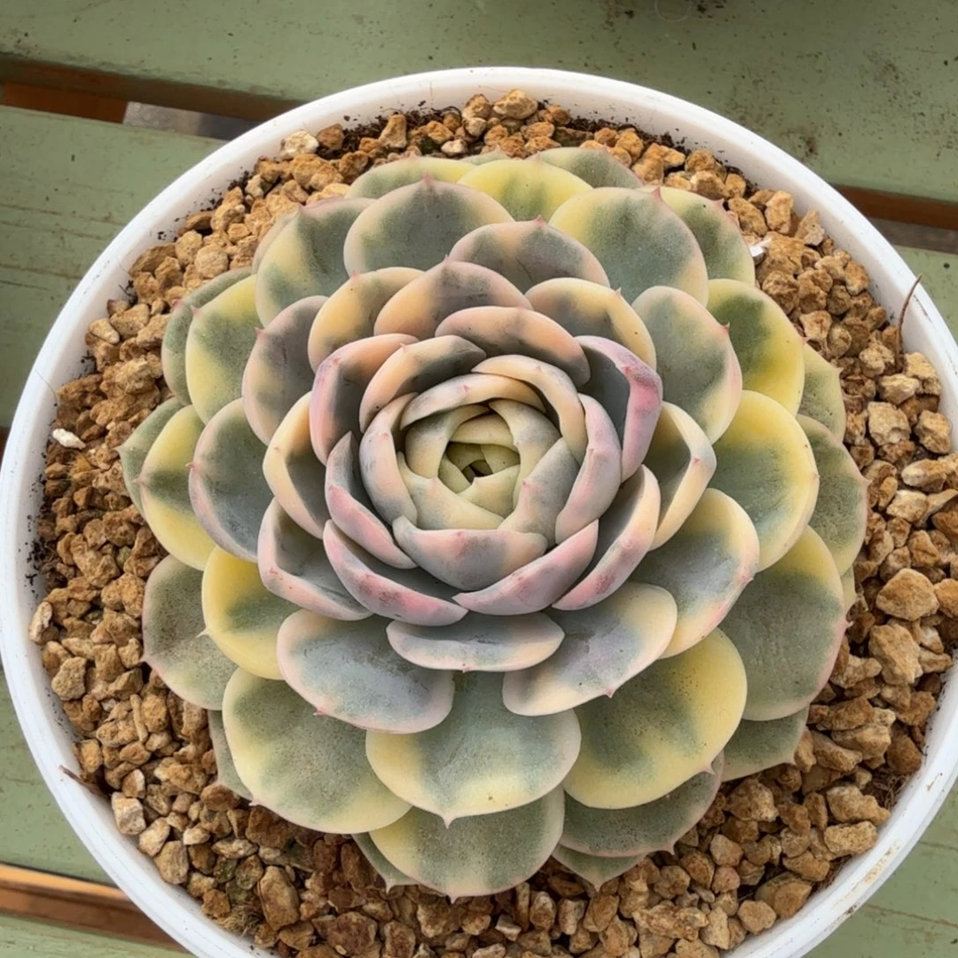 绿体昂斯诺锦锦上园艺一物一拍