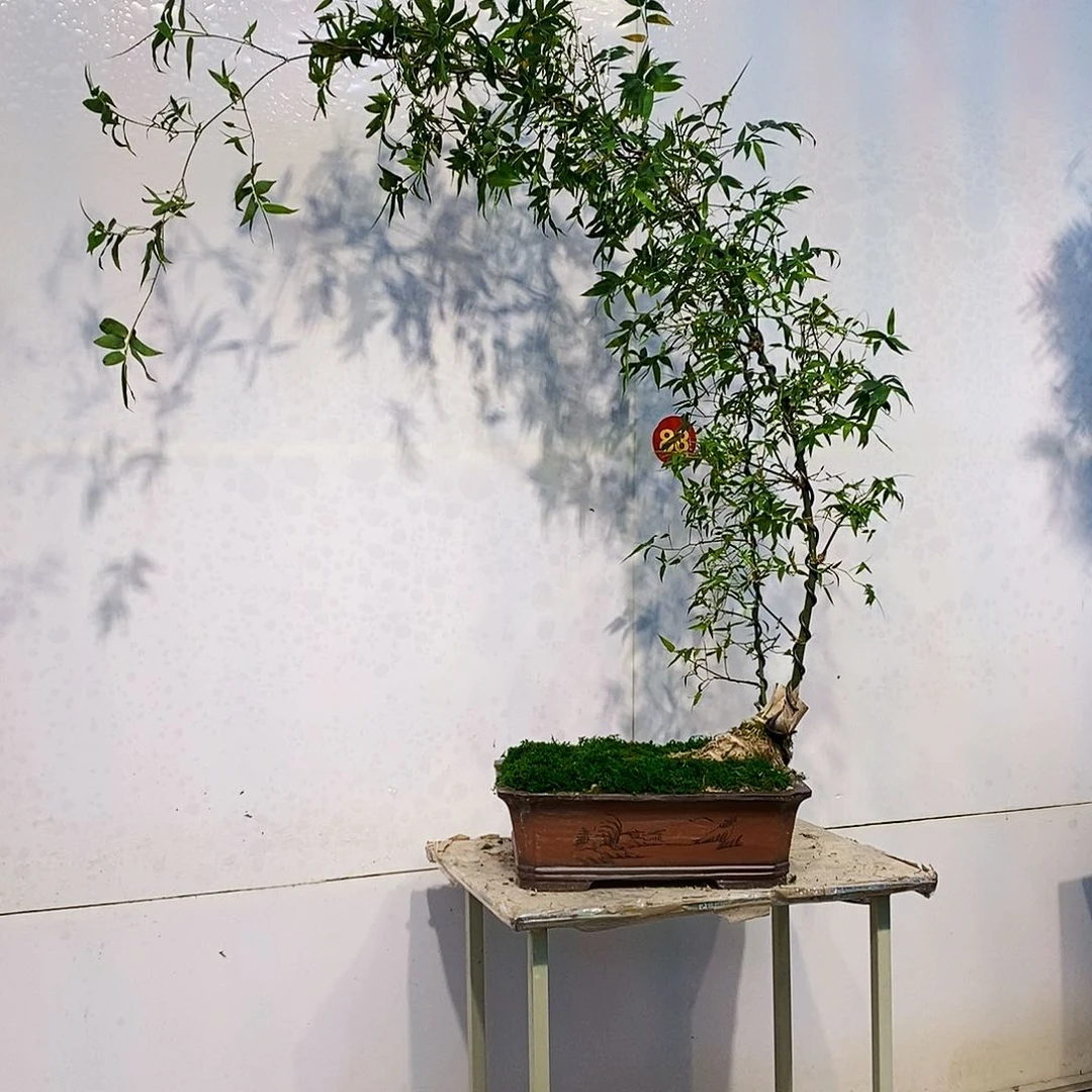 满****?小叶簕竹一物一拍