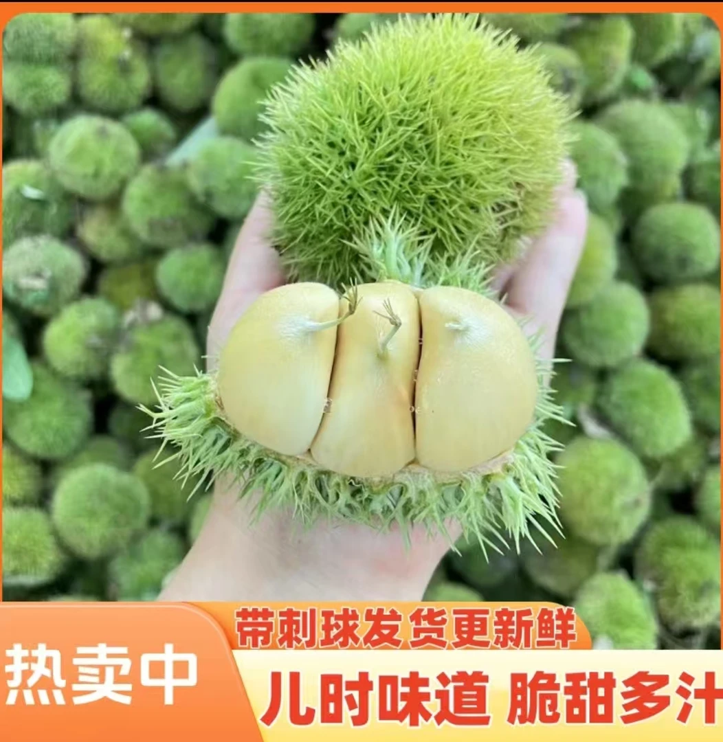 【头茬嫩板栗刺球】新鲜带壳生板栗带刺毛球现摘现发板栗到货会变色