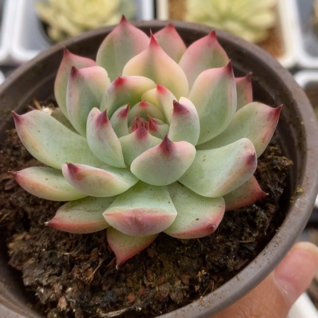 331锦锦锦锦锦锦锦