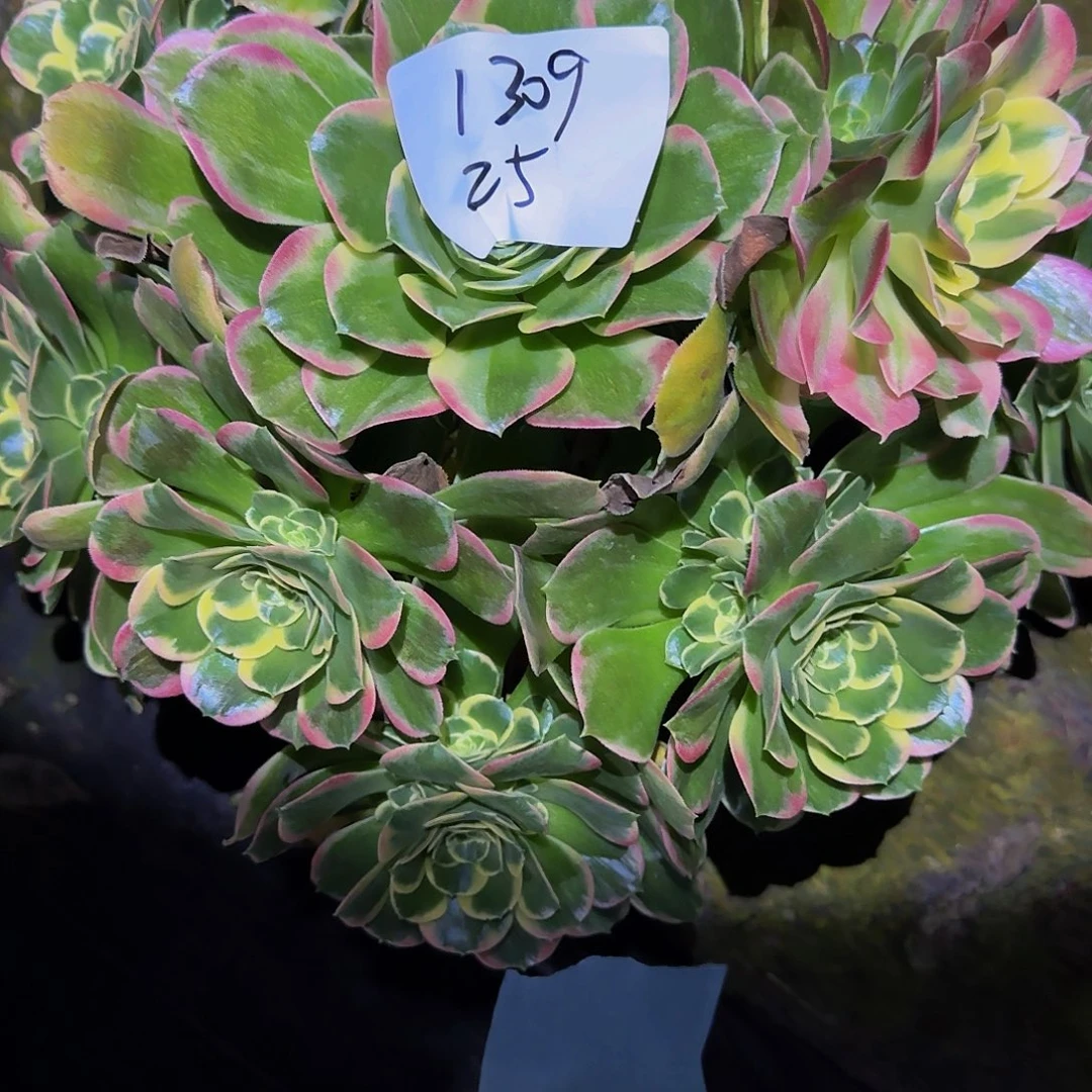 烟**年粉玲珑多肉法师福利不包损1309