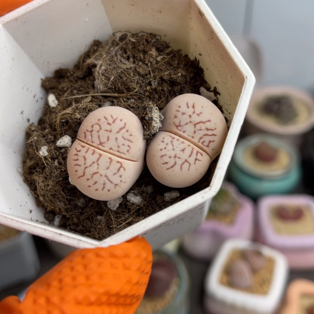 多肉植物一物一拍63