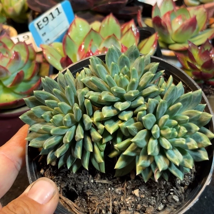 青花瓷惊鸿一物一拍包装收缩花旱