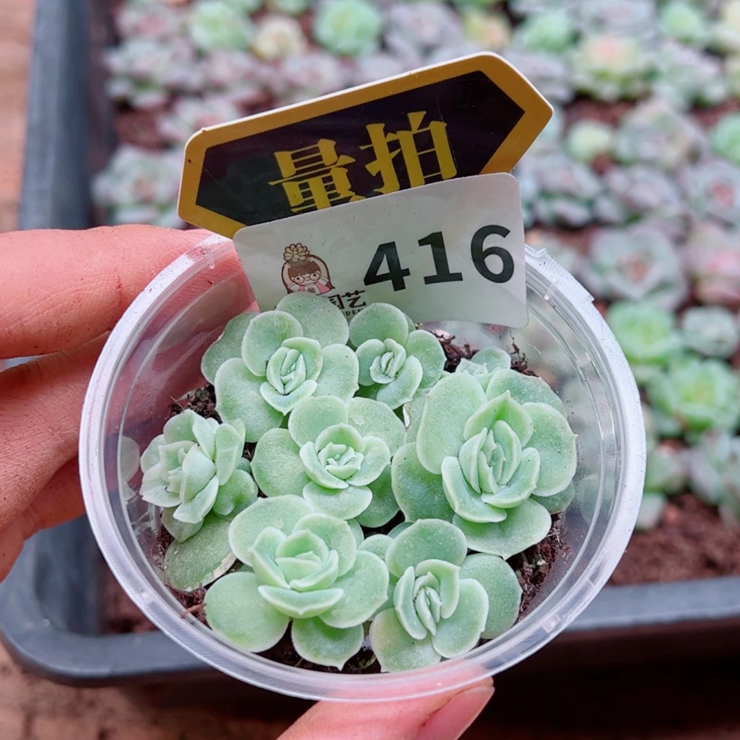 多肉植物多肉植物