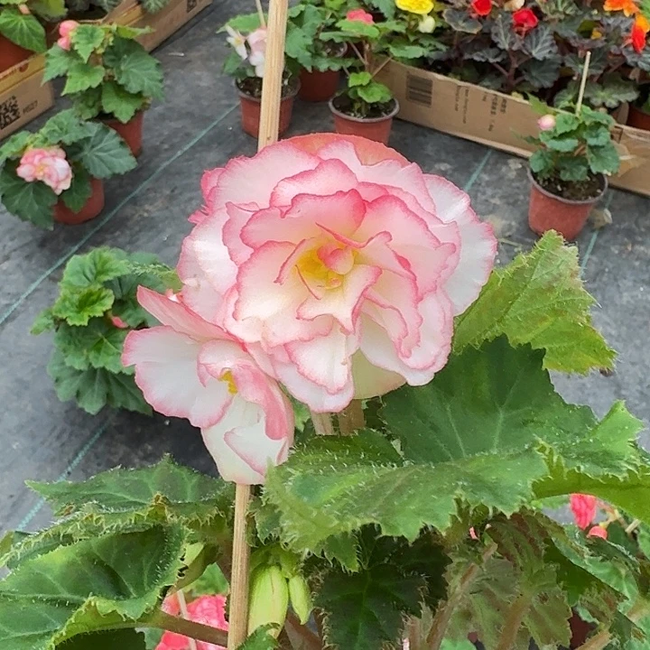 全部花朵粉边线夫妻