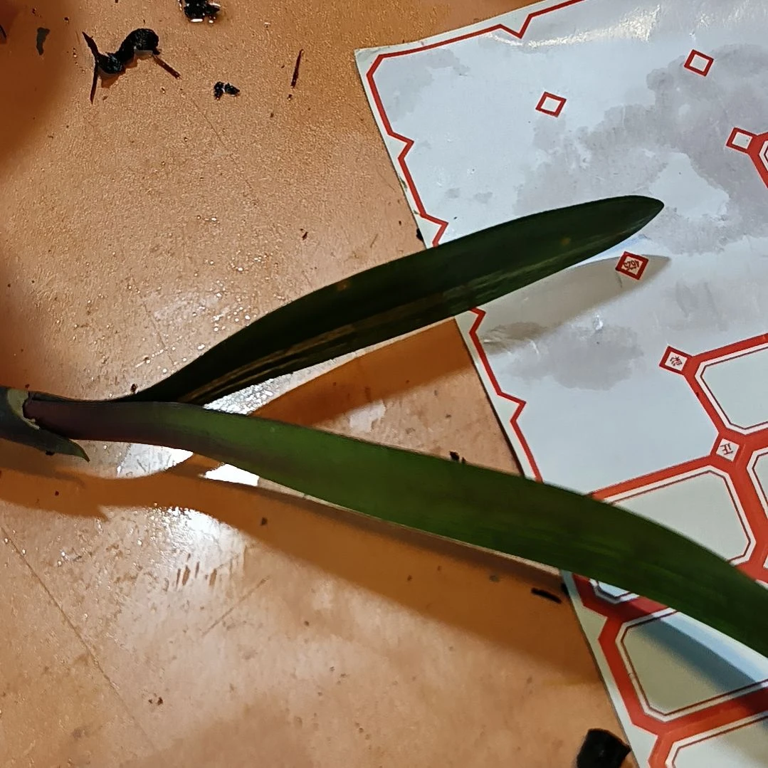 完全开放童模www通知你们