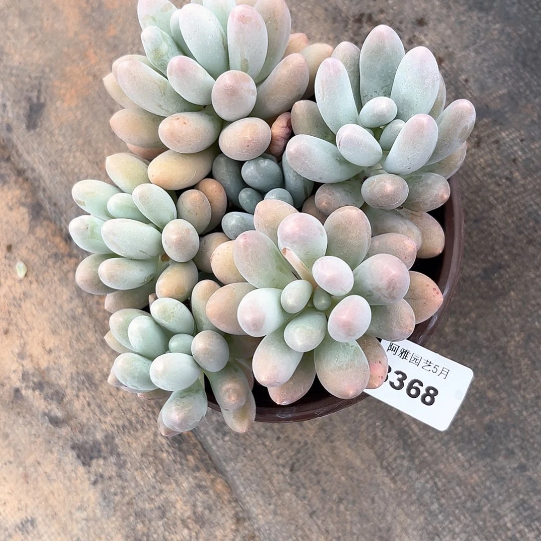 阿雅园艺。    汤圆8368