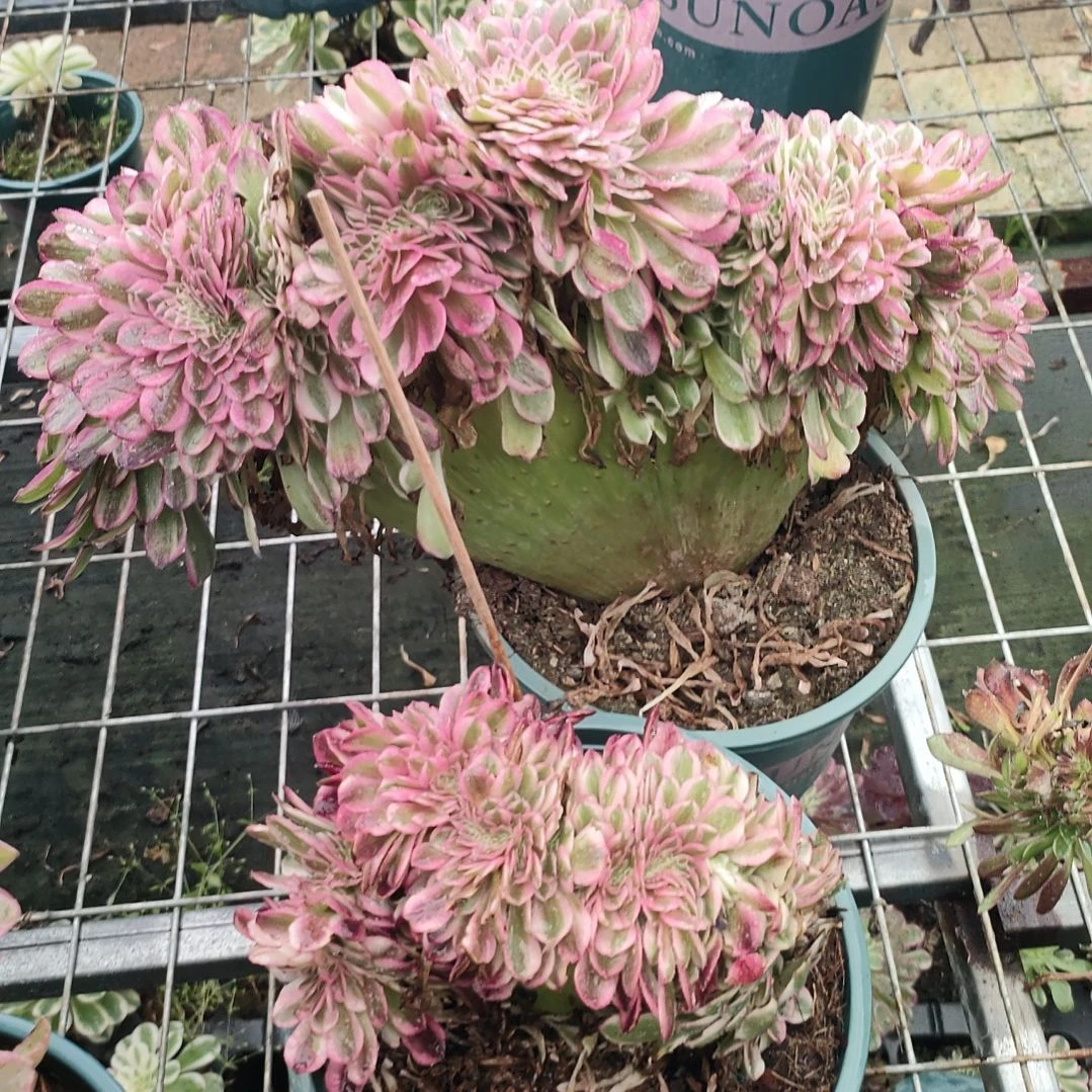 ?****?多肉法师锦倾城法师缀化