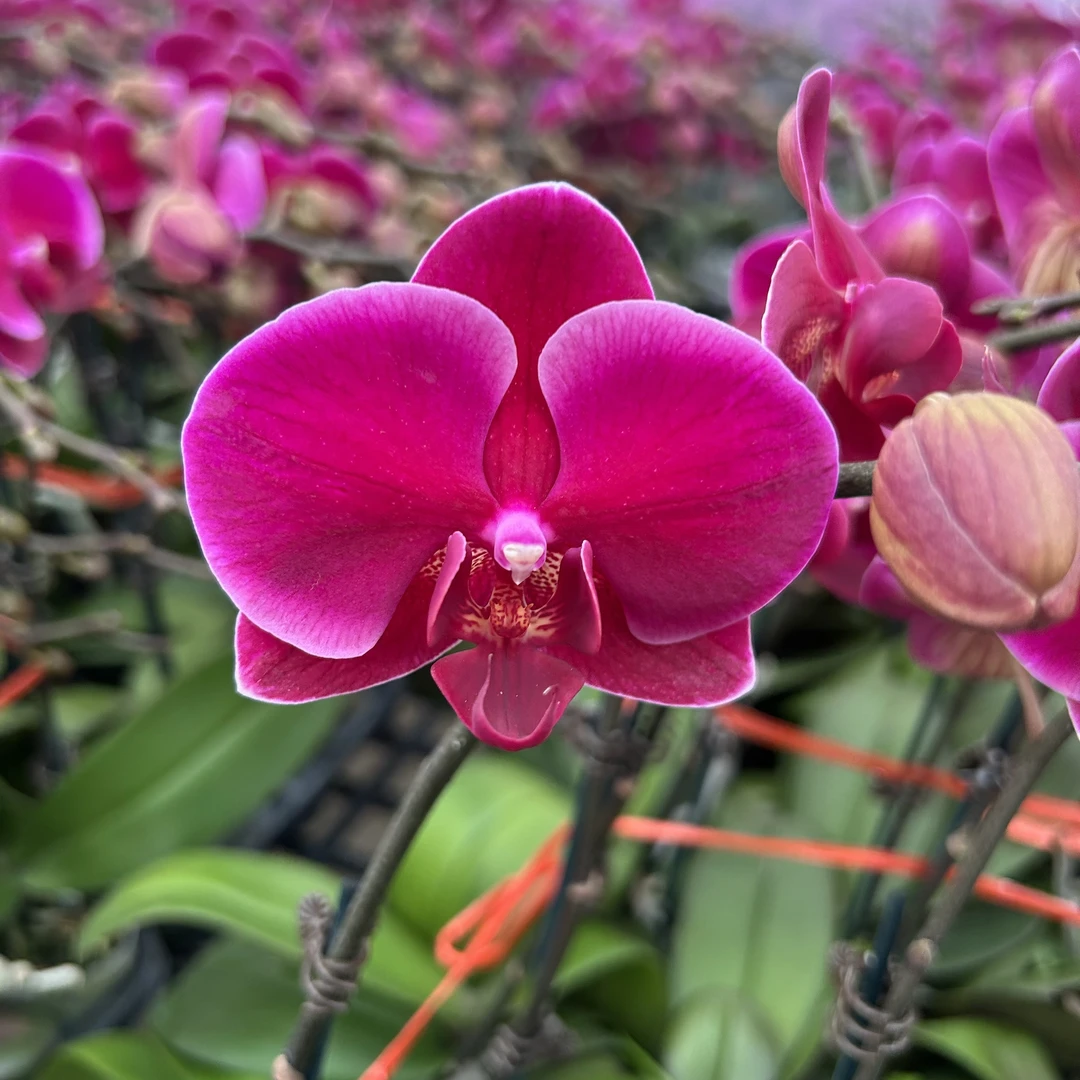 【61人正在付款】蝴蝶兰【香山】欧品佛山基地批发带单颗双花剑