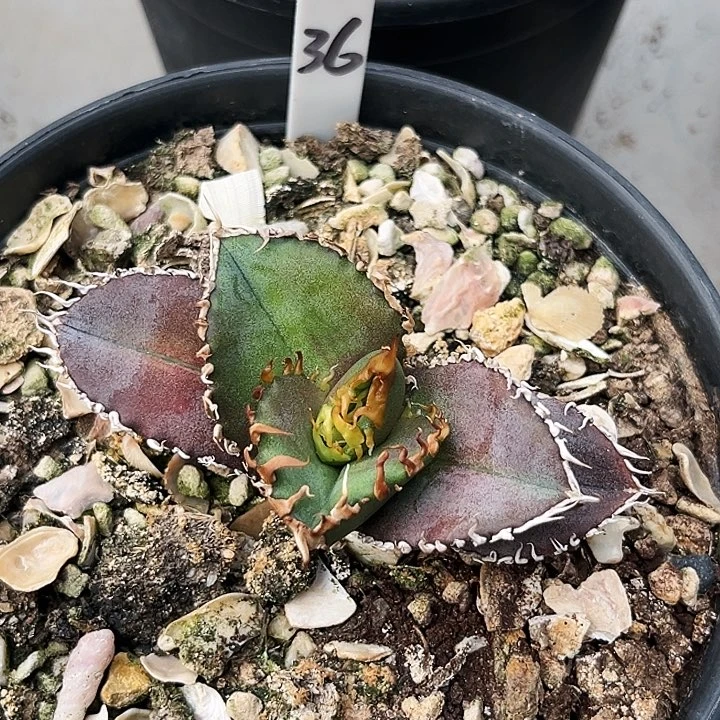 Y龙舌兰金刚36号