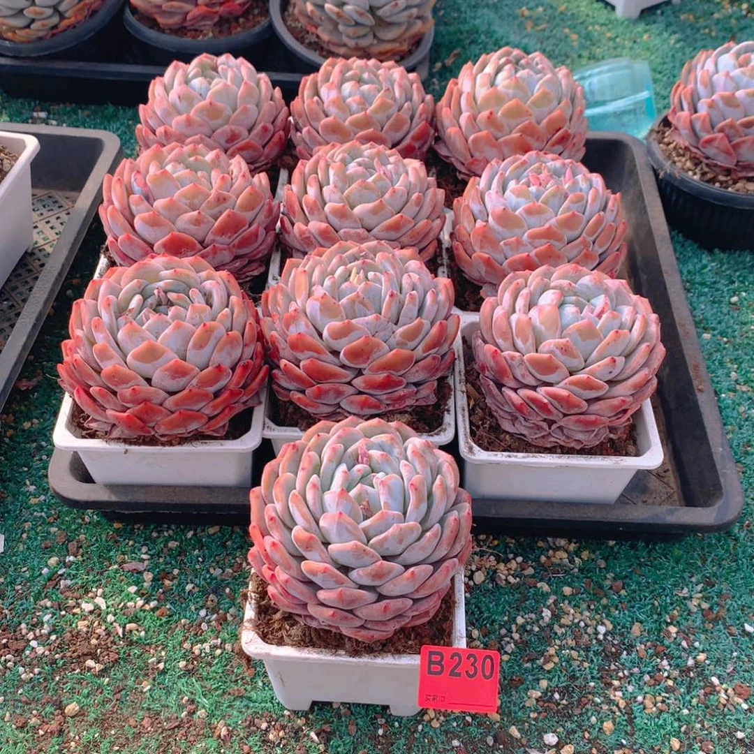 230橙子多肉植物