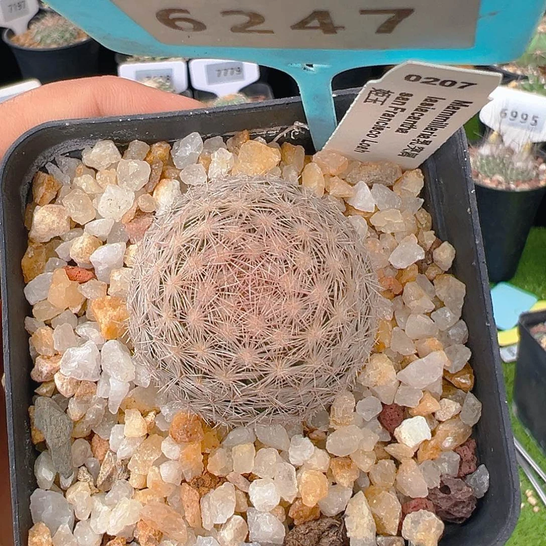6247 姬玉仙人球实生裸根发货