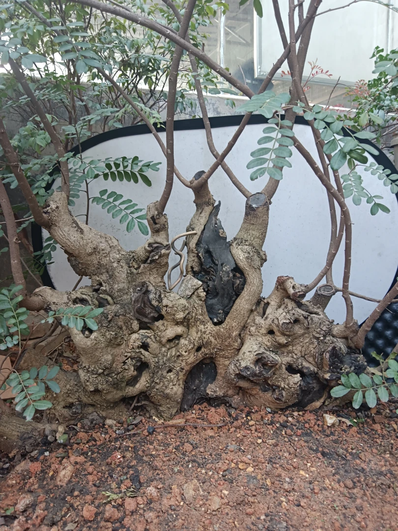 清香木岭南桩精品黑松黄杨盆景