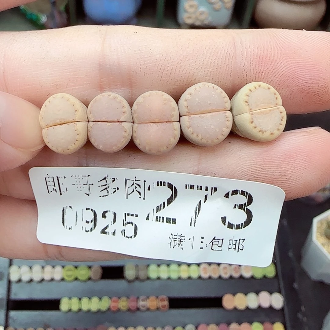 满满18包邮0925-273