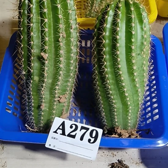 当前无花栽培后可以开花a279
