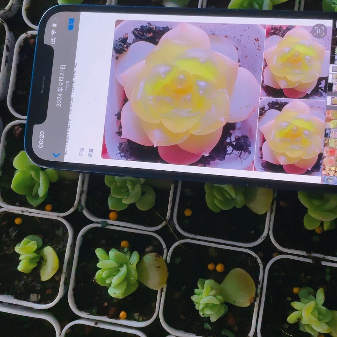 谪仙中苗盆一个满25包邮