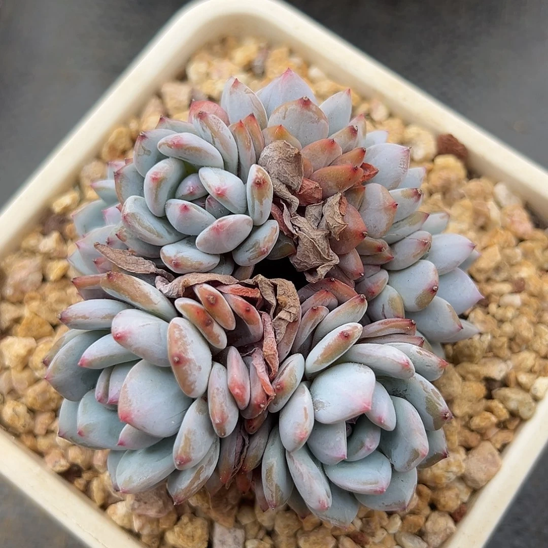 426-7星星橙朵朵缀