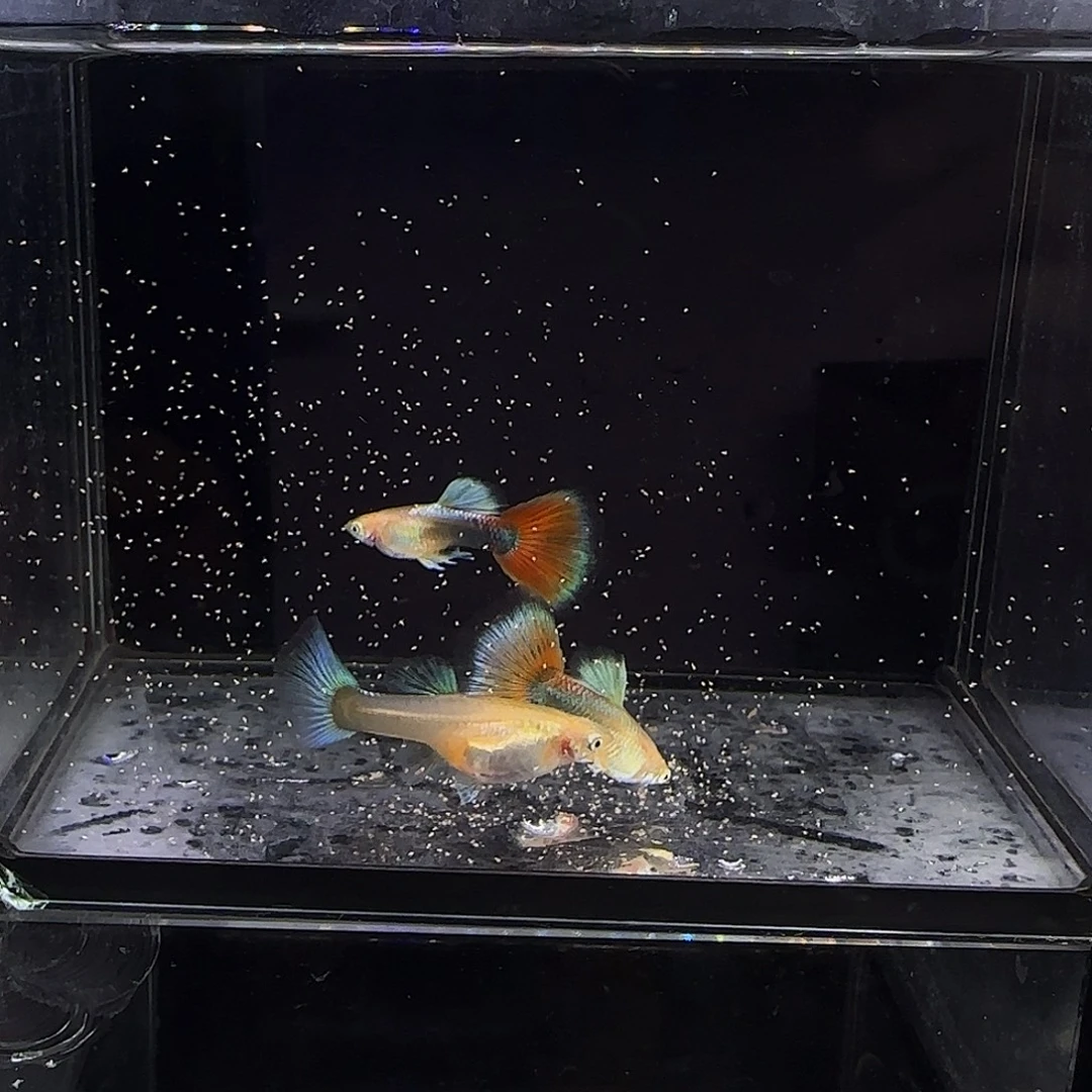 孔雀鱼黄化蓝礼服欧意跑红两公一母