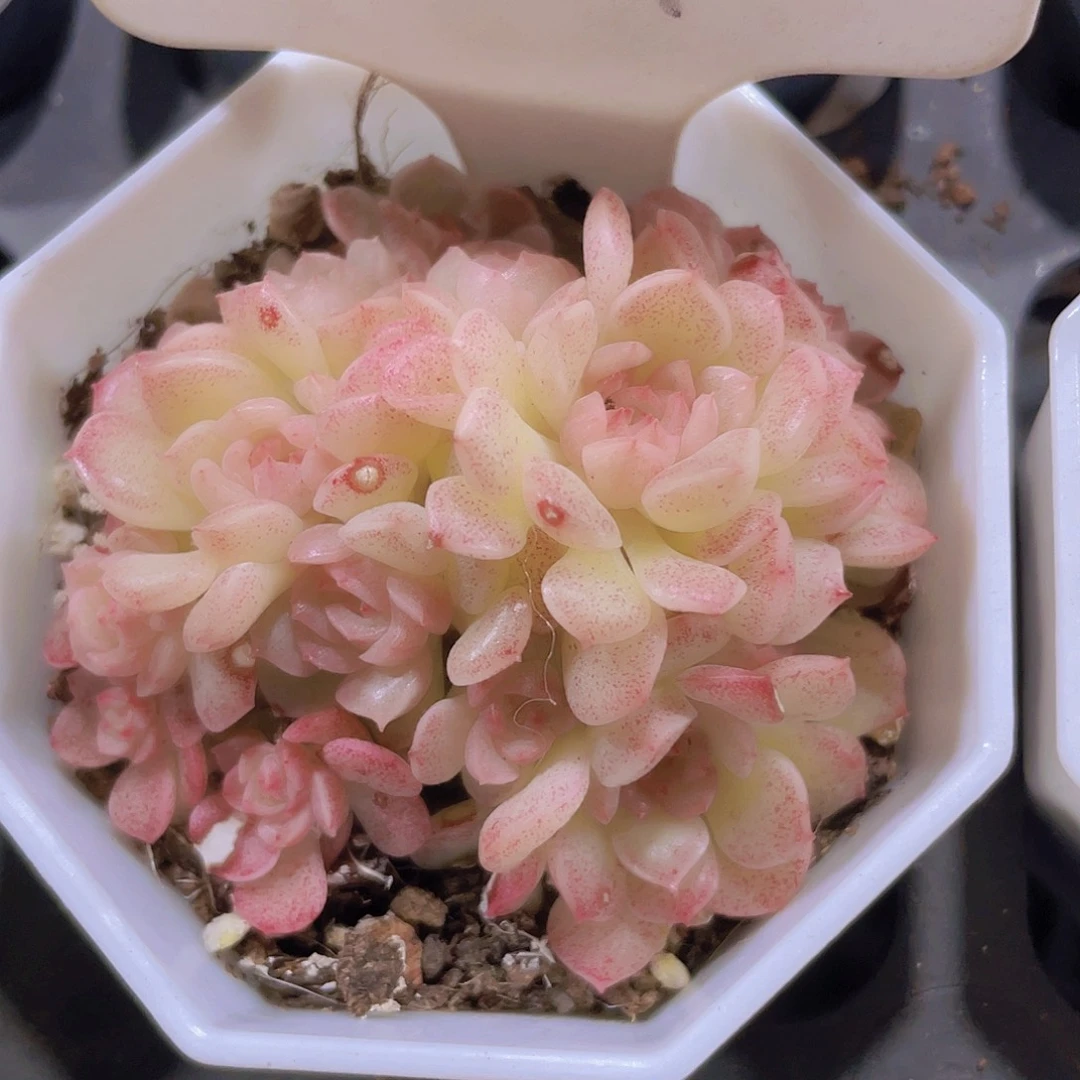 蝴蝶麦秆w081一物一拍