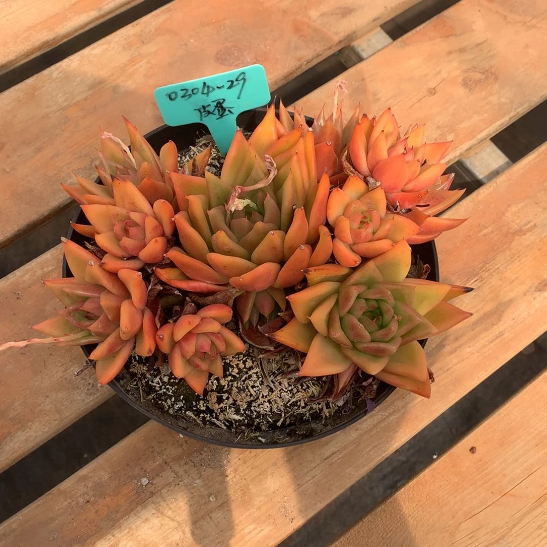 皮*D东云组拍0304-29（皮蛋）