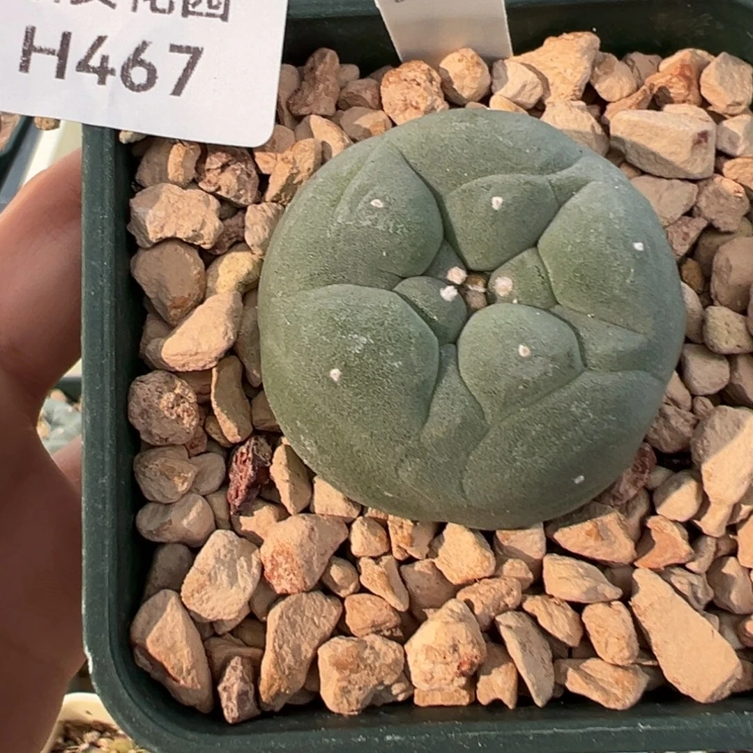 467 好看的米哈冲冲冲