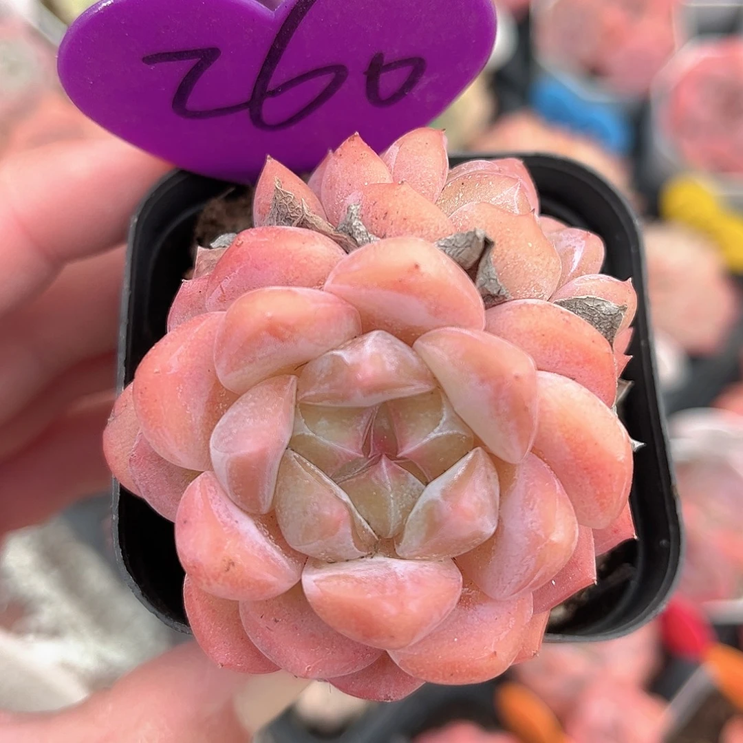 260号小老桩糖心双头