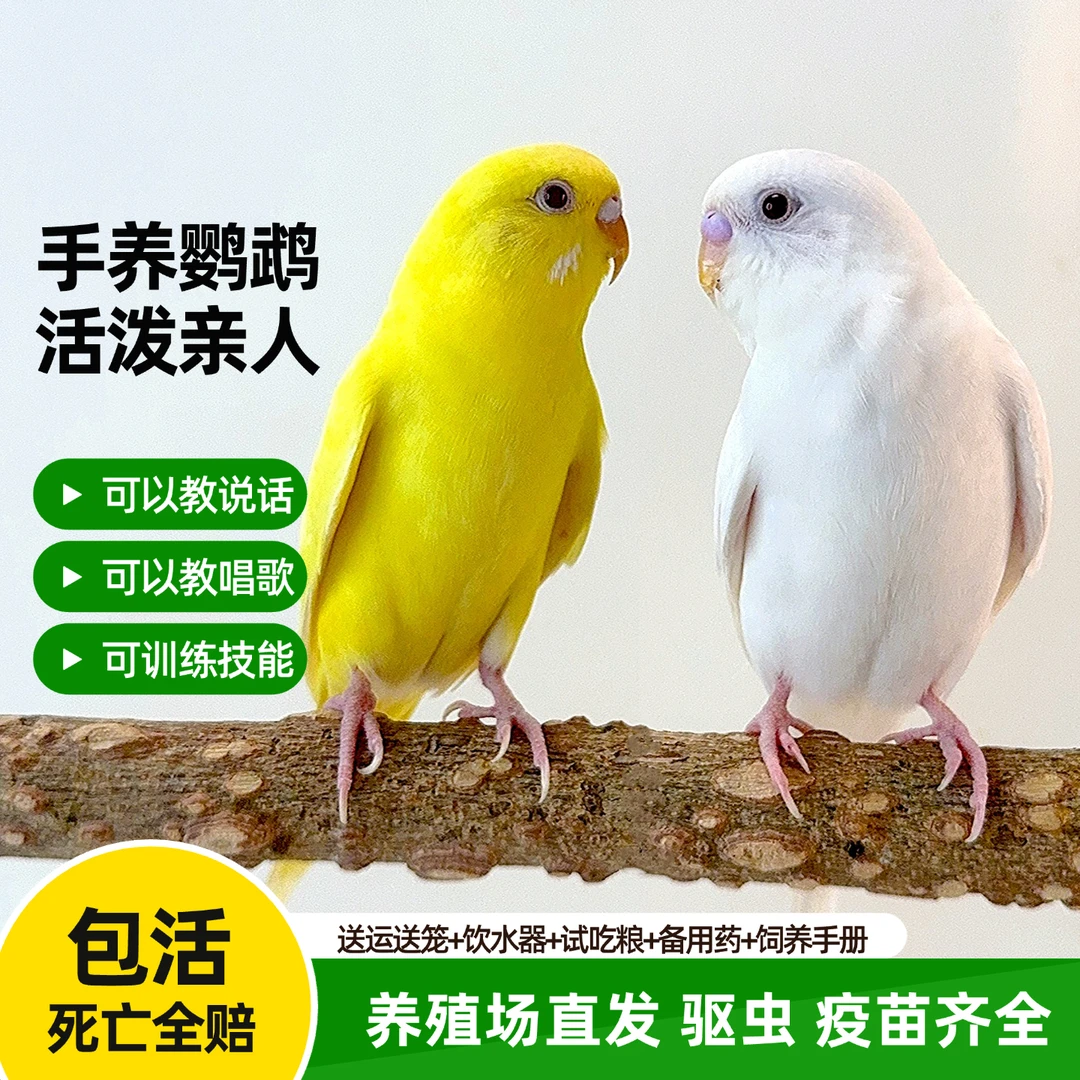 会学说话的虎皮鹦鹉可爱宠物鸟观赏鸟手养小型活体鸟类