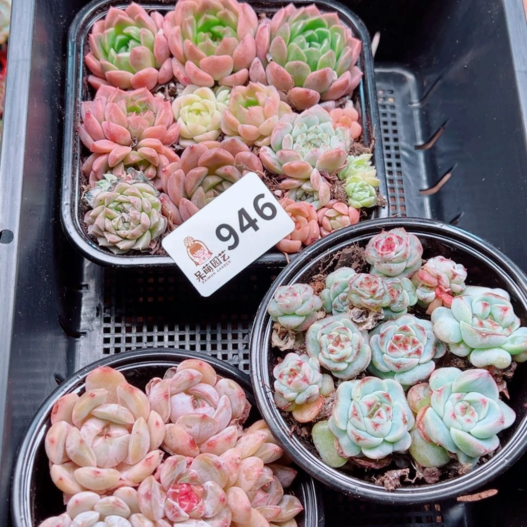 陈***太多肉植物多肉植物