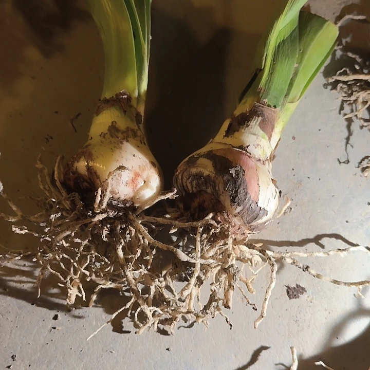 重瓣黑天鹅残次不售后一个