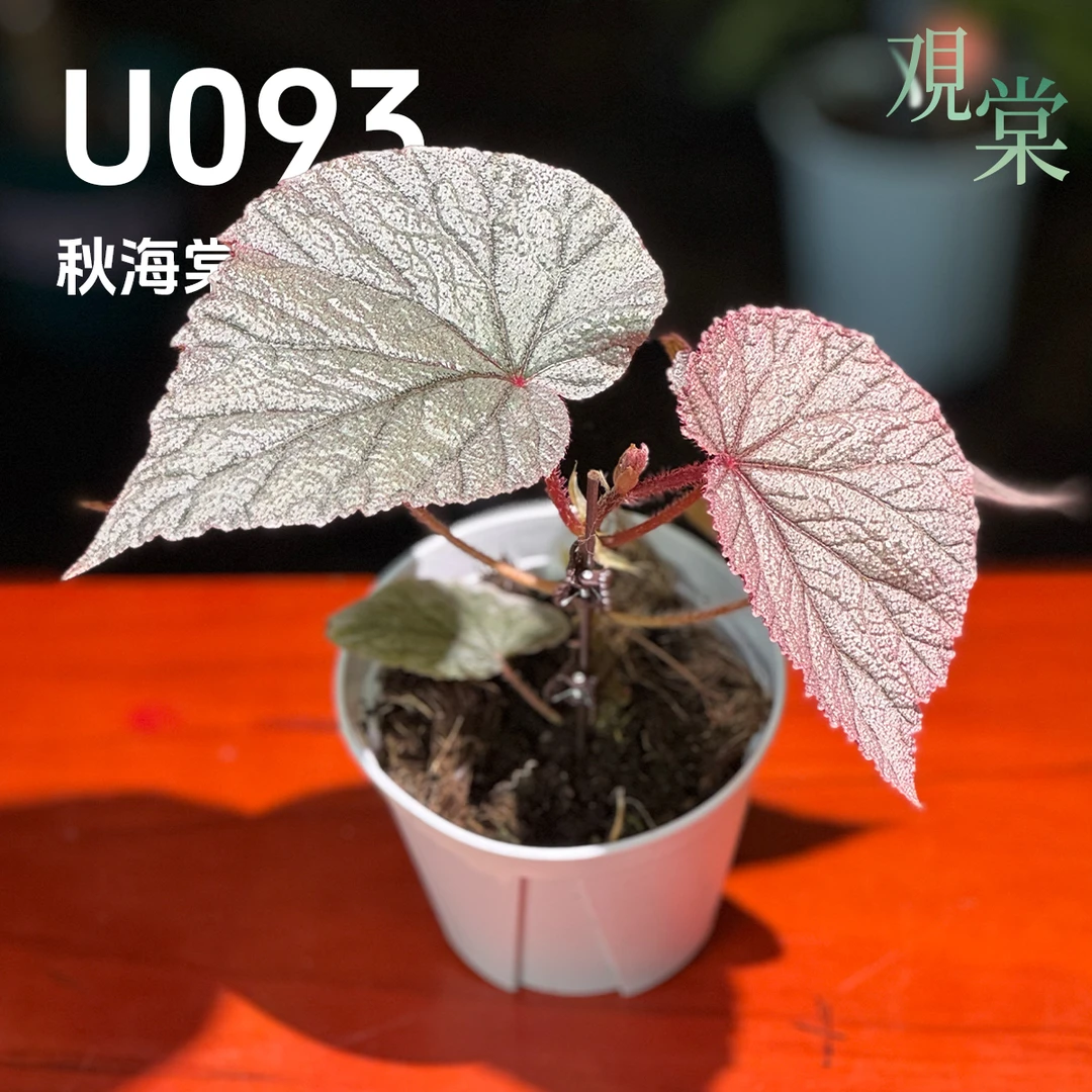 【观棠｜U093 秋海棠】翼形银粉叶 新叶桃粉老叶泛金属光 带月季花香