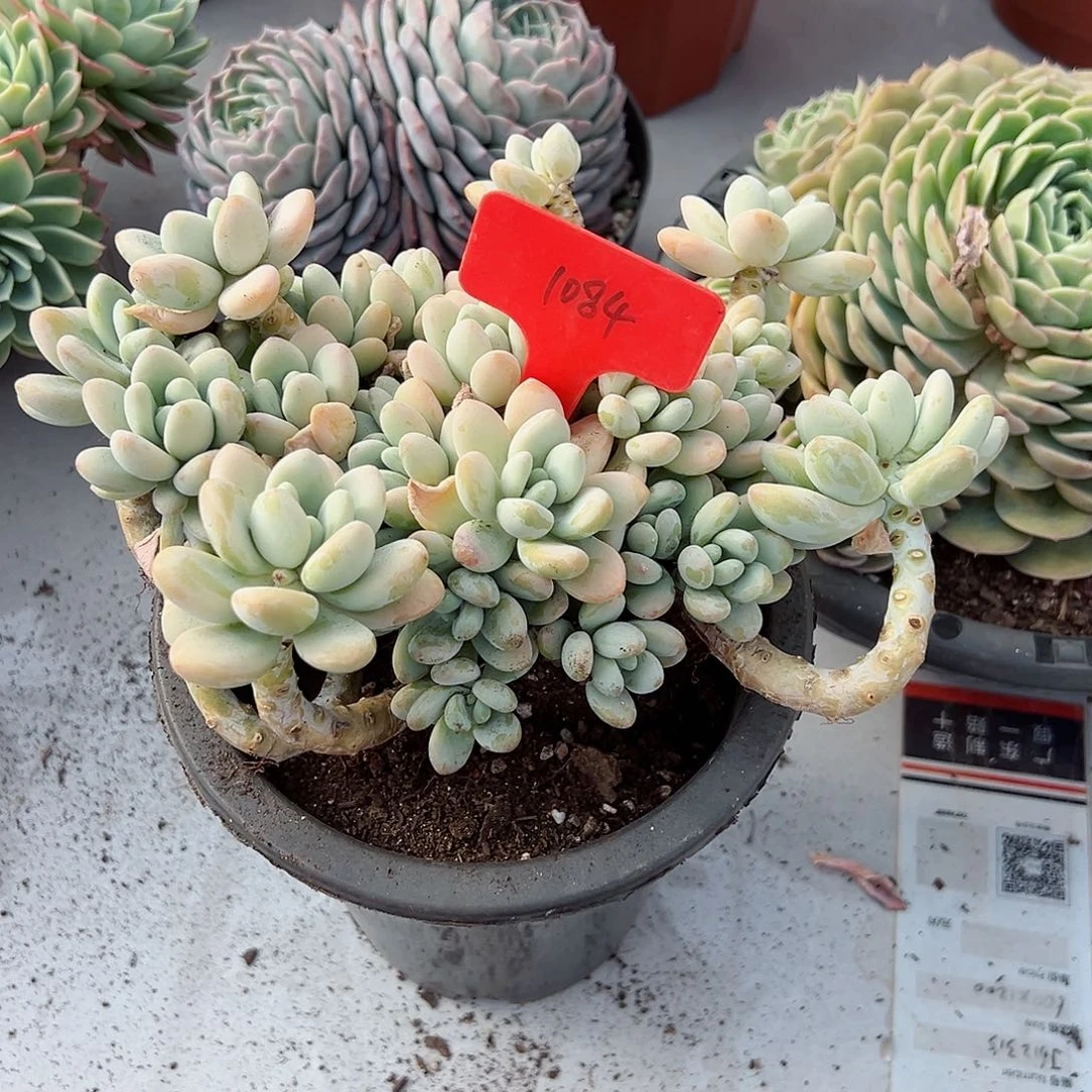 ，1084洛神多肉植物