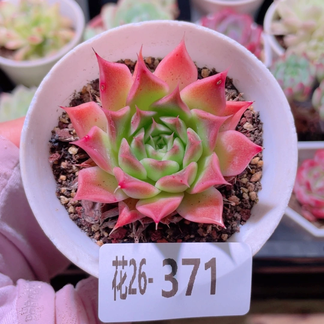 花利美26-371新品
