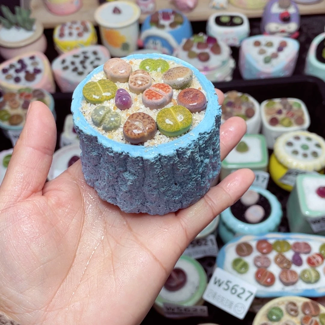 w5630 -零下地区拍保温箱-15支持寄养