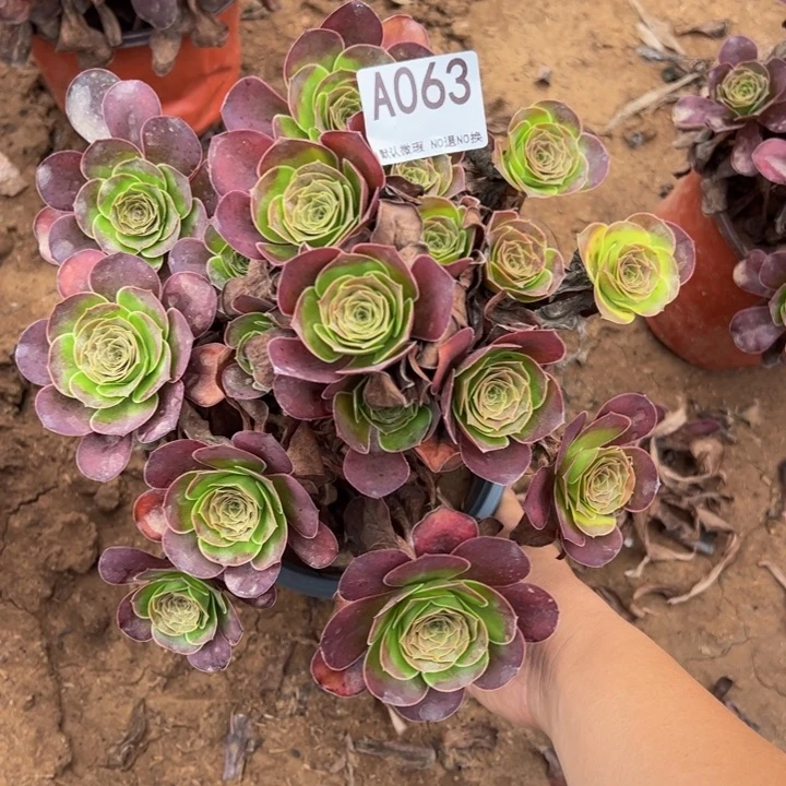 微瑕魅金玫瑰多肉植物063.