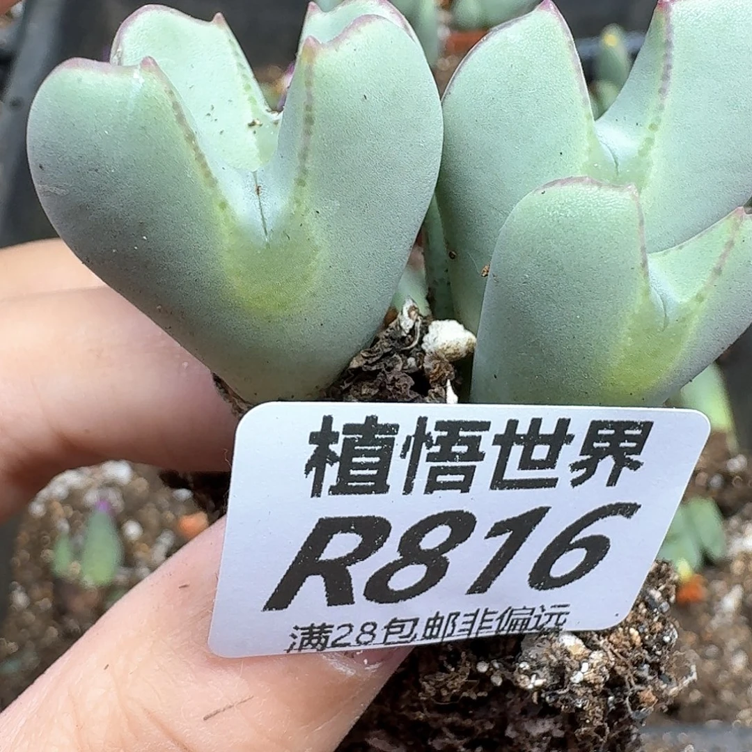 多肉植物的润泽和法