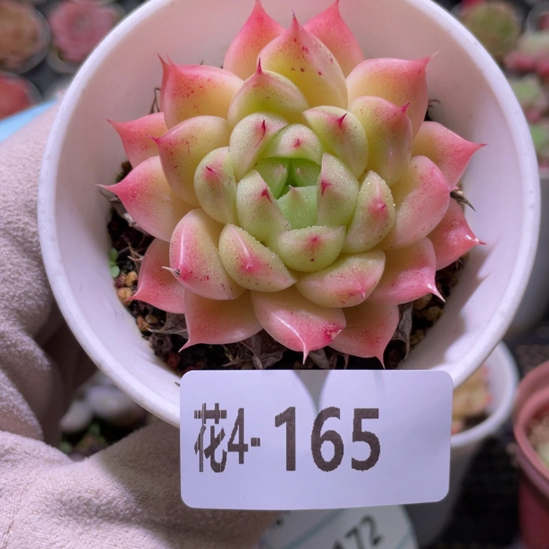 花利美4-165麦秆单头