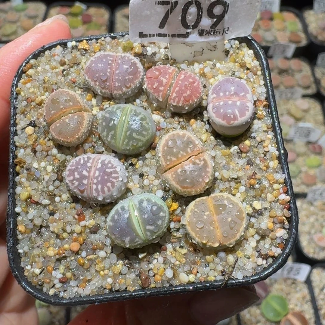 绝绝绝子生石花709