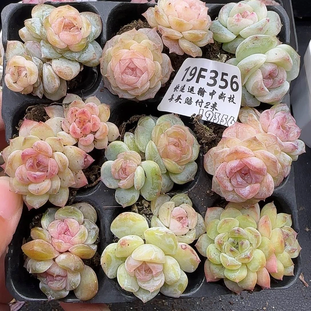 萌***记356九棵不保整糖心【满29包邮非偏远】