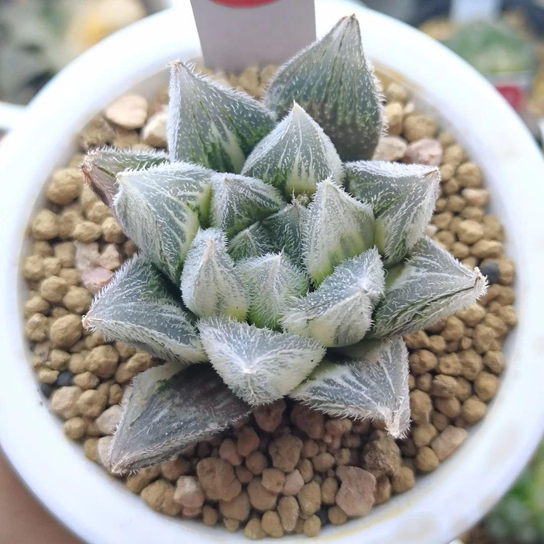 155号糊斑紫绘卷一物一拍带盆土发货