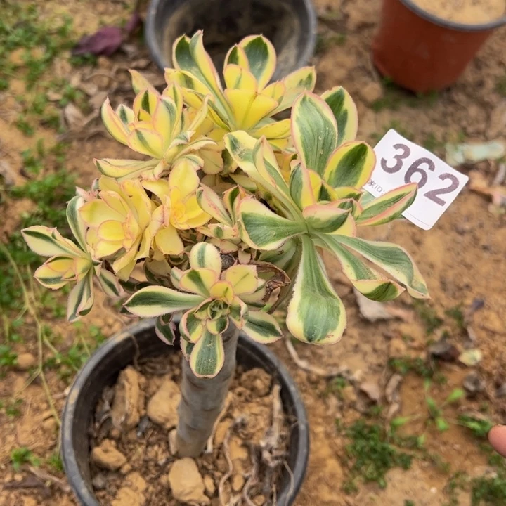 艳资锦多肉植物362