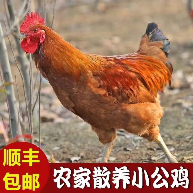 【闽北散养童子鸡】福建山林散养童子鸡小公鸡小母鸡牧鸡顺丰包邮
