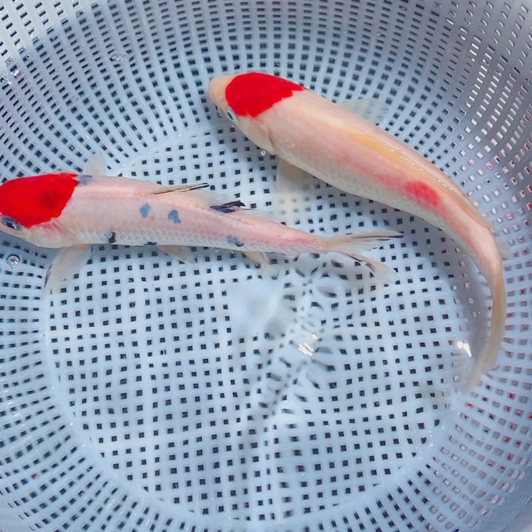 锦鲤锦鲤观赏鱼1111