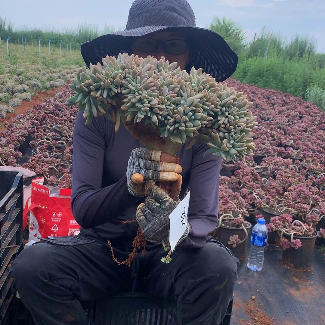 一物一拍多肉淡雪缀 252