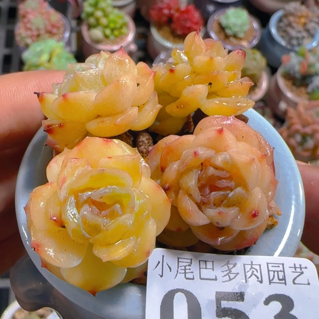 AL小尾巴5CM迷你拇指盆栽精控多肉053