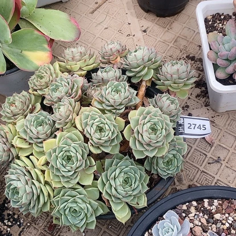 【闪购商品】笨吧2745