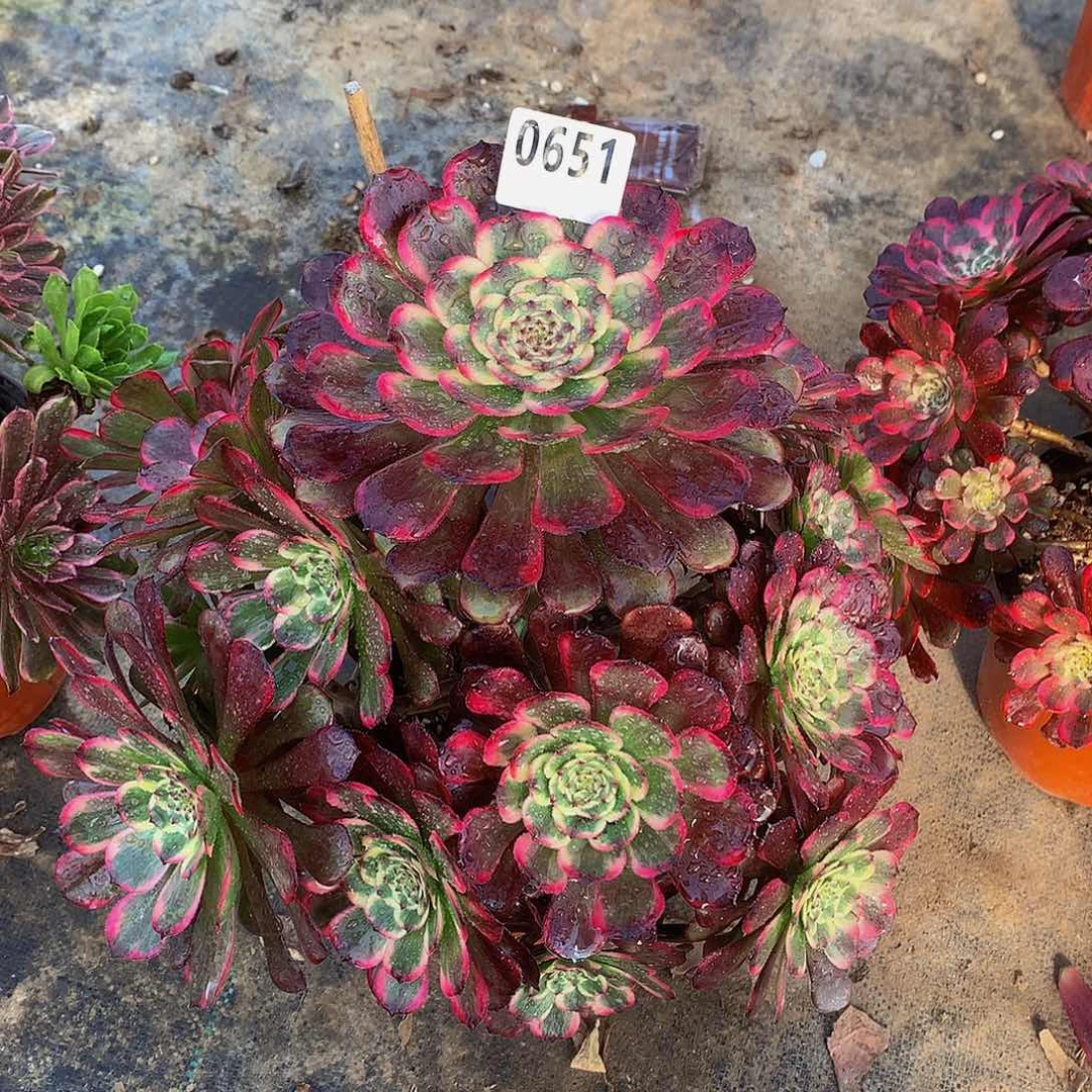 小*果多肉黑金刚0651.000000