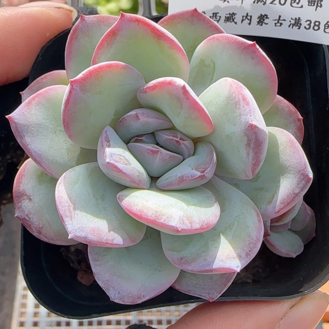 0611-204风九凤九