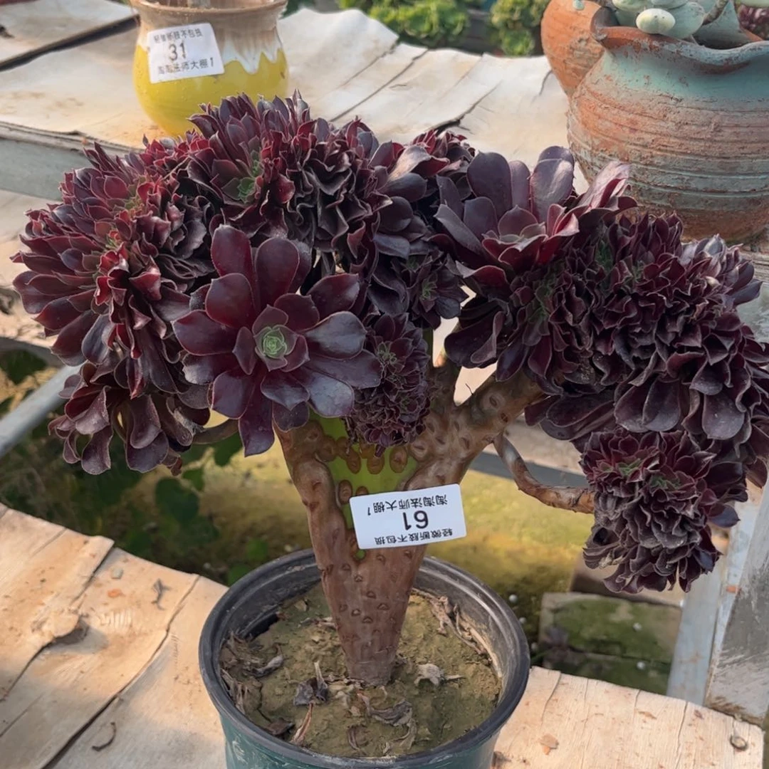 61欧紫缀化多肉植物法师